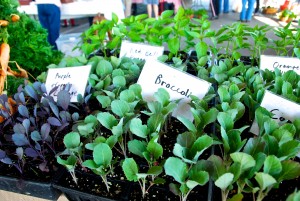 Vegetable Starter Plants from Paradise Produce