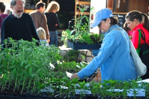 A market customer selecting vegetable starter plants from Paradise Produce
