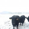 Farm Snow Pictures Jan 2016