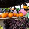 Oct 24th Market Day Photos