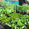 Vegetable  Starter Plants