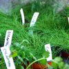 Vegetable  Starter Plants
