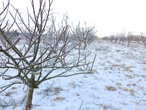 Ice covered Apple trees out at Delvin Farms