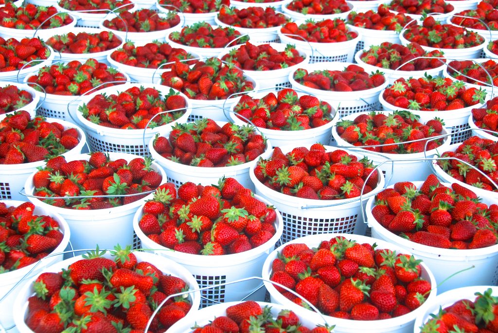 Franklin Strawberry Festival A Berry Sweet Tradition Franklin