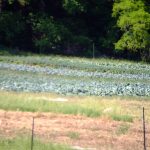 delvin farms organic kale