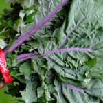 organic red russian kale