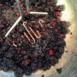 local blackberries