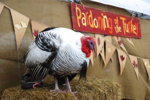 Danny the Turkey hopes for another Pardon from Franklin Mayor Ken Moore