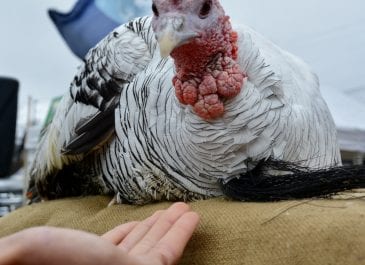 Pardoning of the Turkey